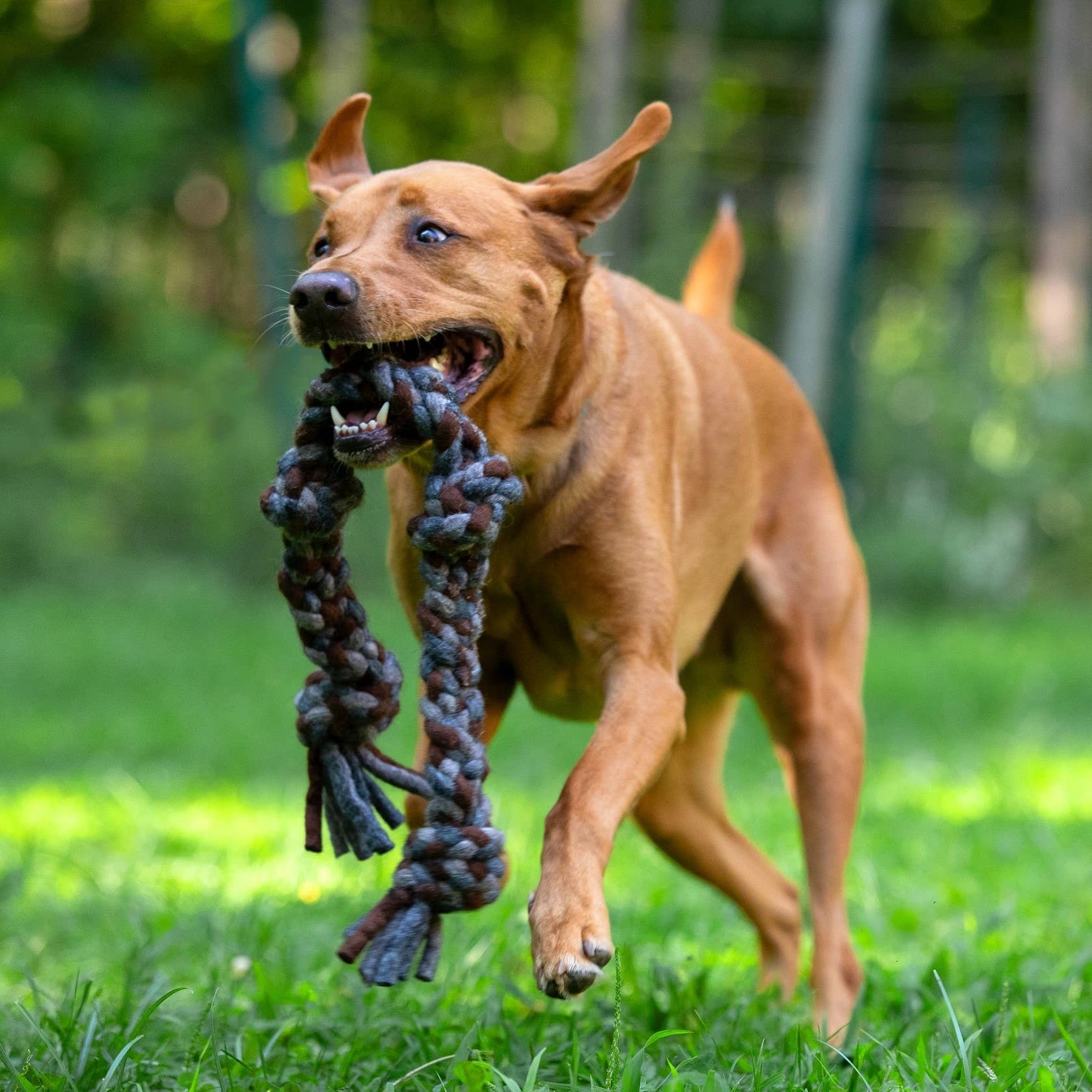 Knotted Dog Rope Dog Toy, Knotted Rope Pulls – Green Home & Co.