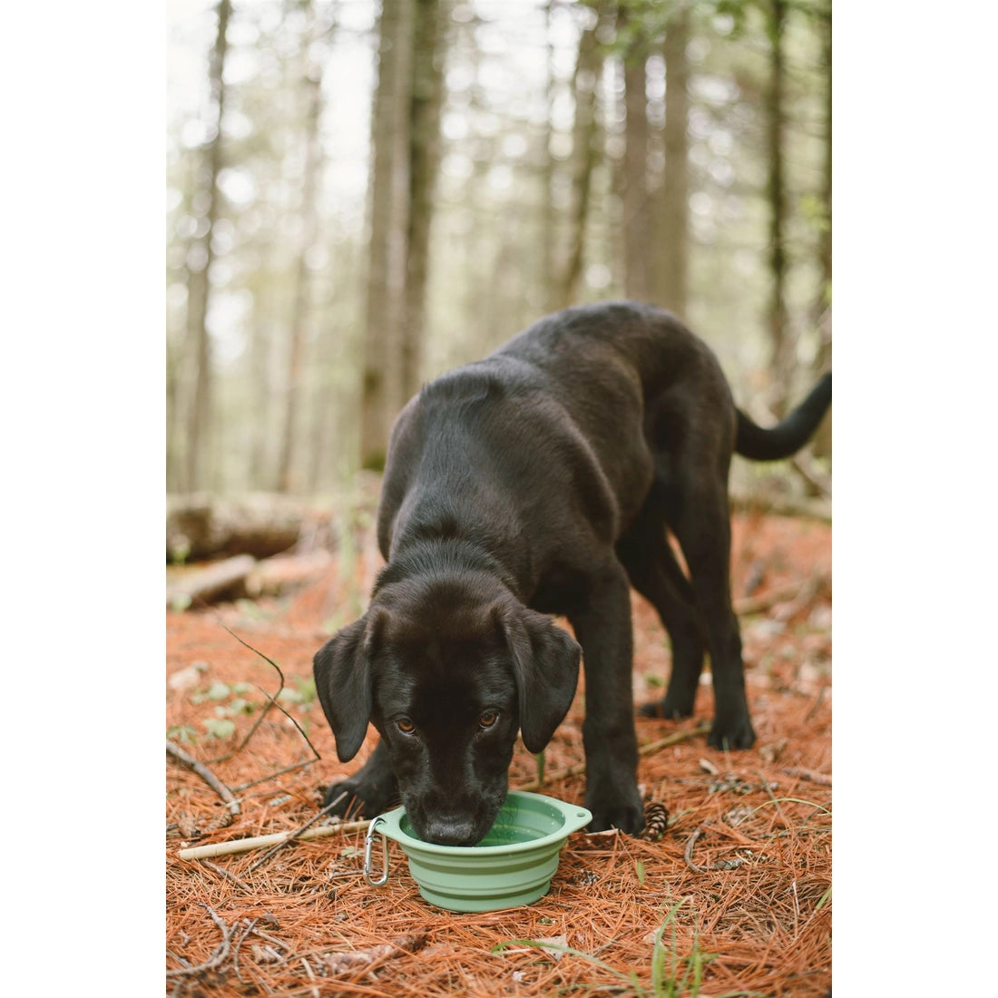Collapsible Silicone Dog Bowl